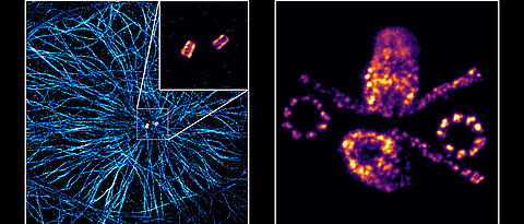 Microscopy of centrioles.