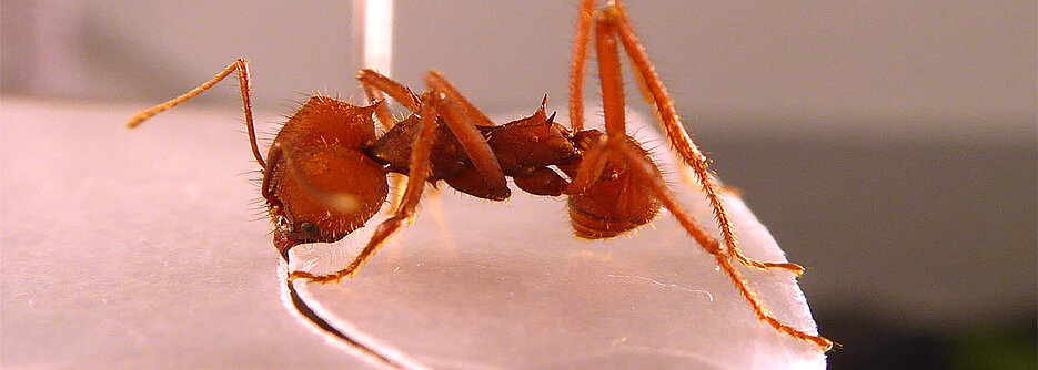 A typical behaviour: When the leafcutter ant Atta sexdens cuts pieces of leaves, it holds onto the leaf edge with its hind legs to determine the size of the cut.