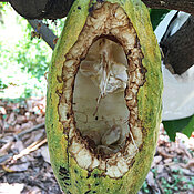 Cacao fruit, of which the peel is chewed on by a squirrel, and the seeds removed from the fruit. Squirrels seem to be attracted by the sweet pulp around the cacao seeds and usually predated cacao seeds when fruits are nearly ripe enough to harvest. 