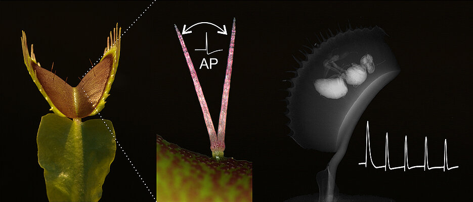 When catching and digesting its prey, the Venus flytrap repeatedly counts the number of electrical signals (AP, action potentials). These processes are being investigated at the University of Würzburg.
