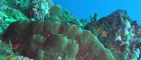 Der Meeresschwamm Theonella swinhoei, der bei Japan vorkommt, erinnert an einen glatten Stein mit Öffnungen an der Oberseite. (Foto: Junichi Tanaka, University of the Ryukyus, Japan) Abbildung abgeändert aus: Hentschel et al (2012), Nature Reviews Micro