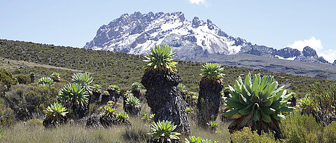 Ökosystem mit alpiner Vegetation am Kilimandscharo.