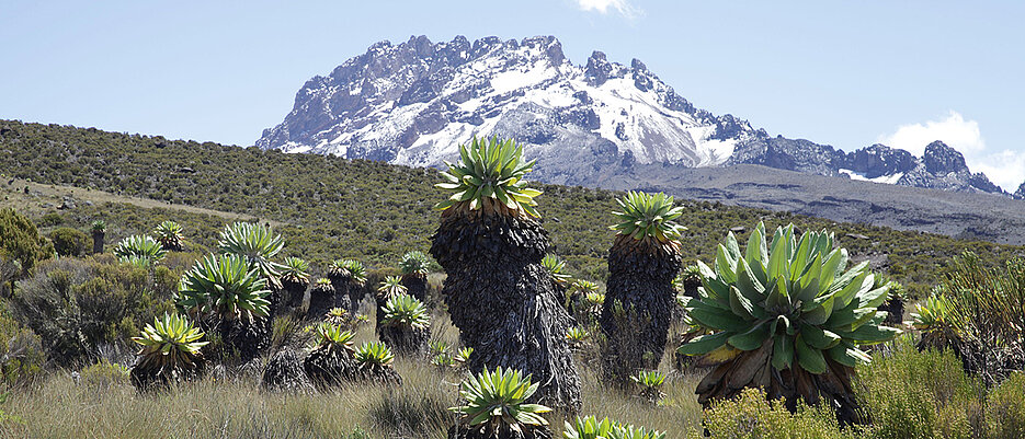 Ökosystem mit alpiner Vegetation am Kilimandscharo.