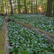 Wild wild garlic (Allium urisnum) blooming in the forest at springtime. Diverse vegetation is essential for the survival of honeybees.
