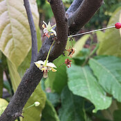 Eine mit Klebstoff versehene Kakaoblüte, um blütenbesuchende Insekten zu fangen.