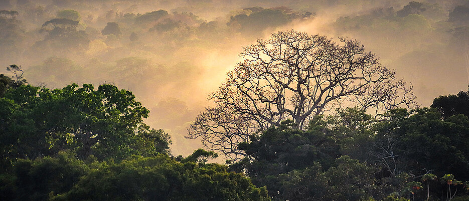 Im Tropischen Regenwald im Amazonastiefland führten die Forschenden die Studie durch.