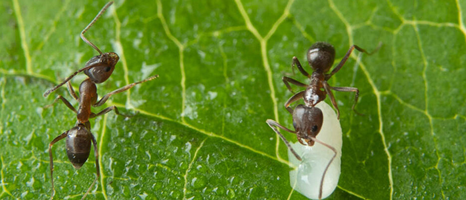 Argentine ant workers with brood on a plant leaf.