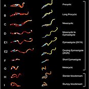Dreidimensionale Modelle der schwimmenden Entwicklungsstadien der Trypanosomen. Auch die Struktur der Flagellen wurde analysiert. (Bild: Lehrstuhl Zoologie I/eLife)