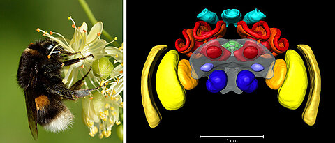 A buff-tailed bumblebee and a 3D model of the bumblebee brain, based on micro-CT. The blue regions symbolise the primary olfactory centres. The yellow/orange regions process visual information from the compound eyes, the turquoise coloured visual information from the ocelli. Shown in red/orange are the mushroom bodies important for learning. The insects' inner compass, the central complex, is green.