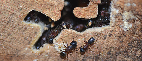 Manche Ameisenarten bauen ihre Nester in Totholz. Zurück bleiben teils papierdünne Zwischenwände, wodurch noch stehende Baumstämme instabil werden und zusammenbrechen können.