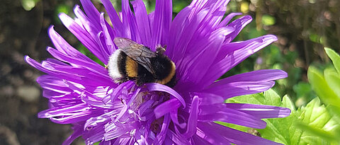 Während ihrer Sammelflüge können Hummeln verschiedene Pflanzenschutzmittel mit dem Nektar und den Pollen aufnehmen. Ob die Mischung eines Insektizids und eines Fungizids Auswirkungen auf das Lernverhalten und die Flugaktivität hat, haben Wissenschaftlerinnen der Universität Würzburg erforscht.